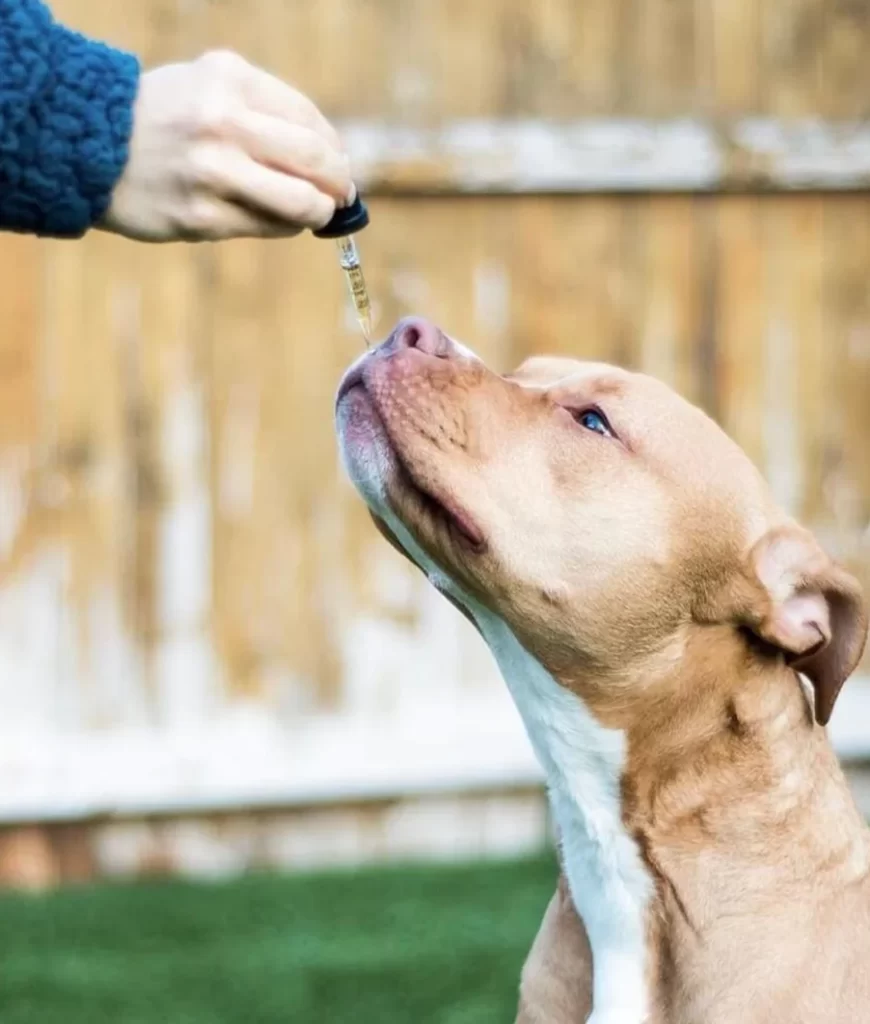 CBD Oil for Dogs