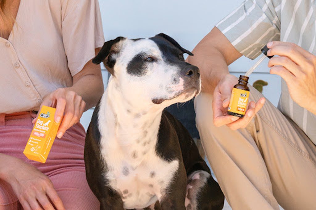 CBD Oil for Dogs